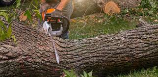 Best Commercial Tree Services  in Webster, SD